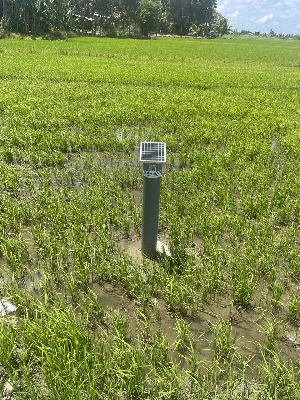 Mô hình mẫu 1 triệu ha lúa CLC