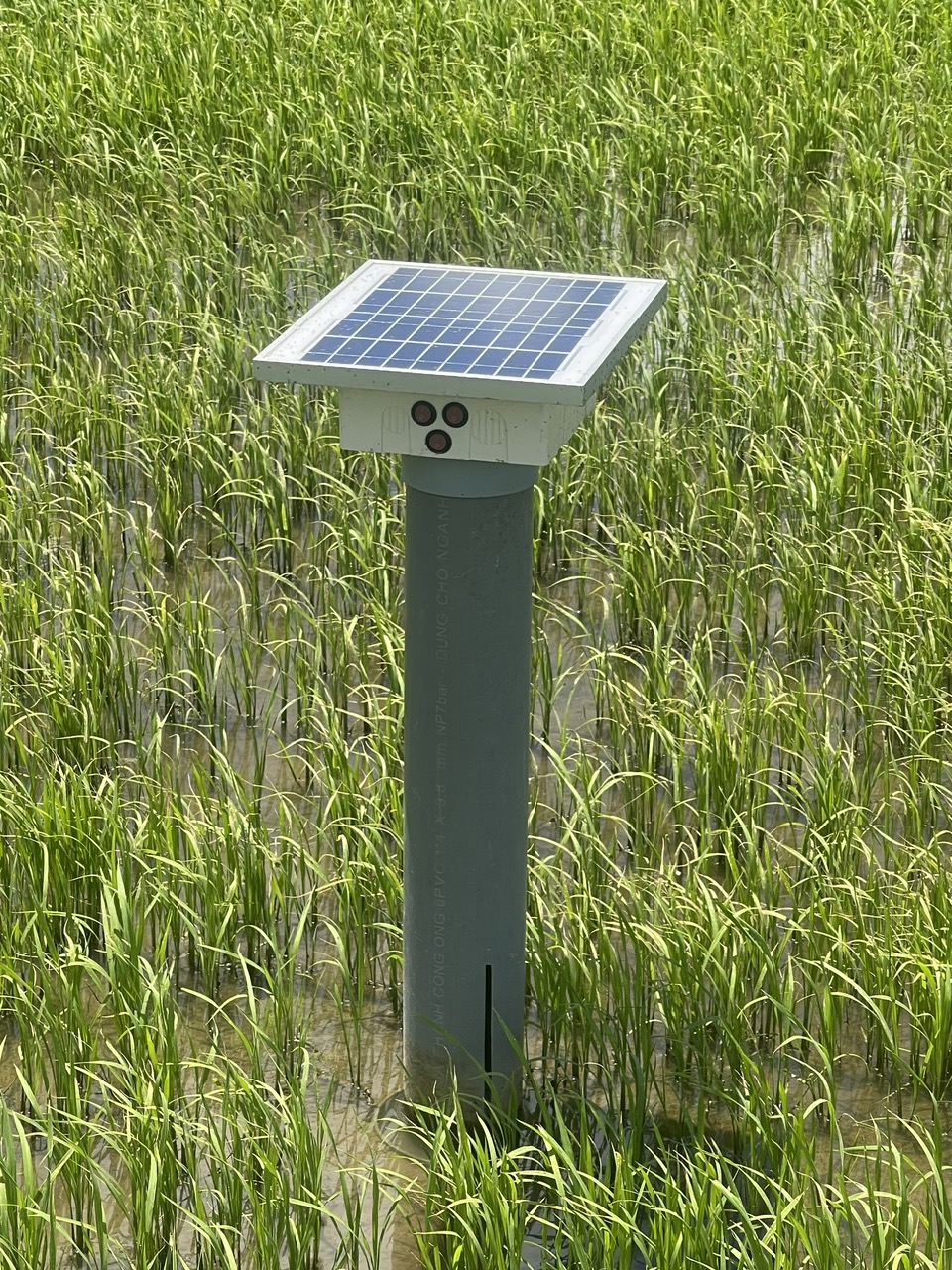 Mô hình mẫu 1 triệu ha lúa CLC