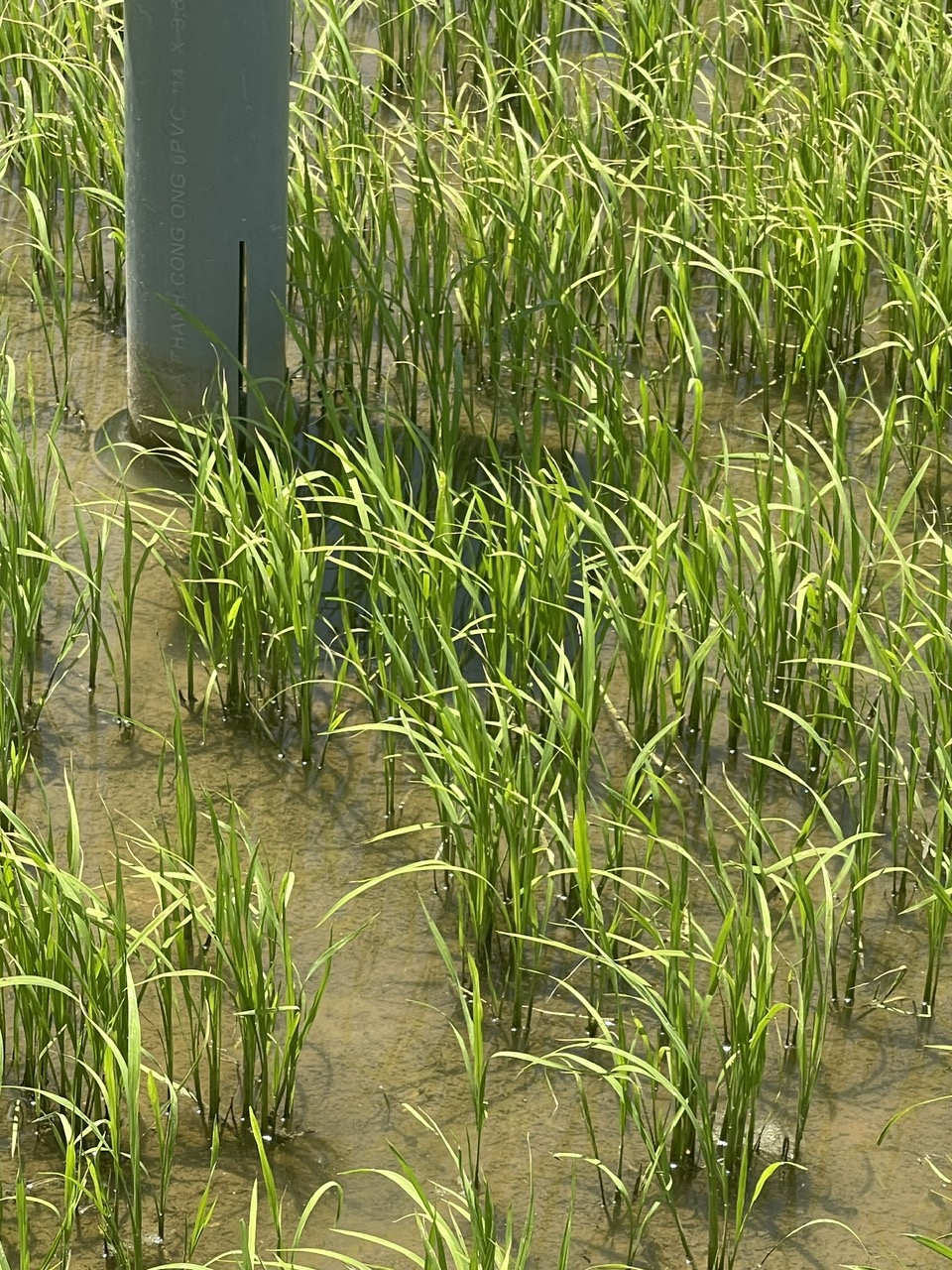 Mô hình mẫu 1 triệu ha lúa CLC