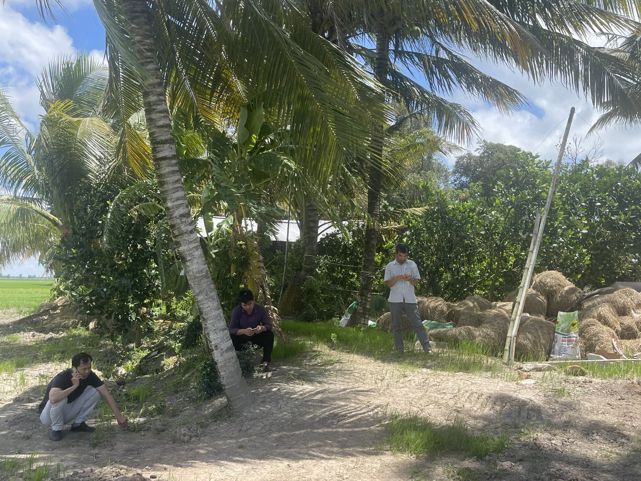 Mô hình mẫu 1 triệu ha lúa CLC