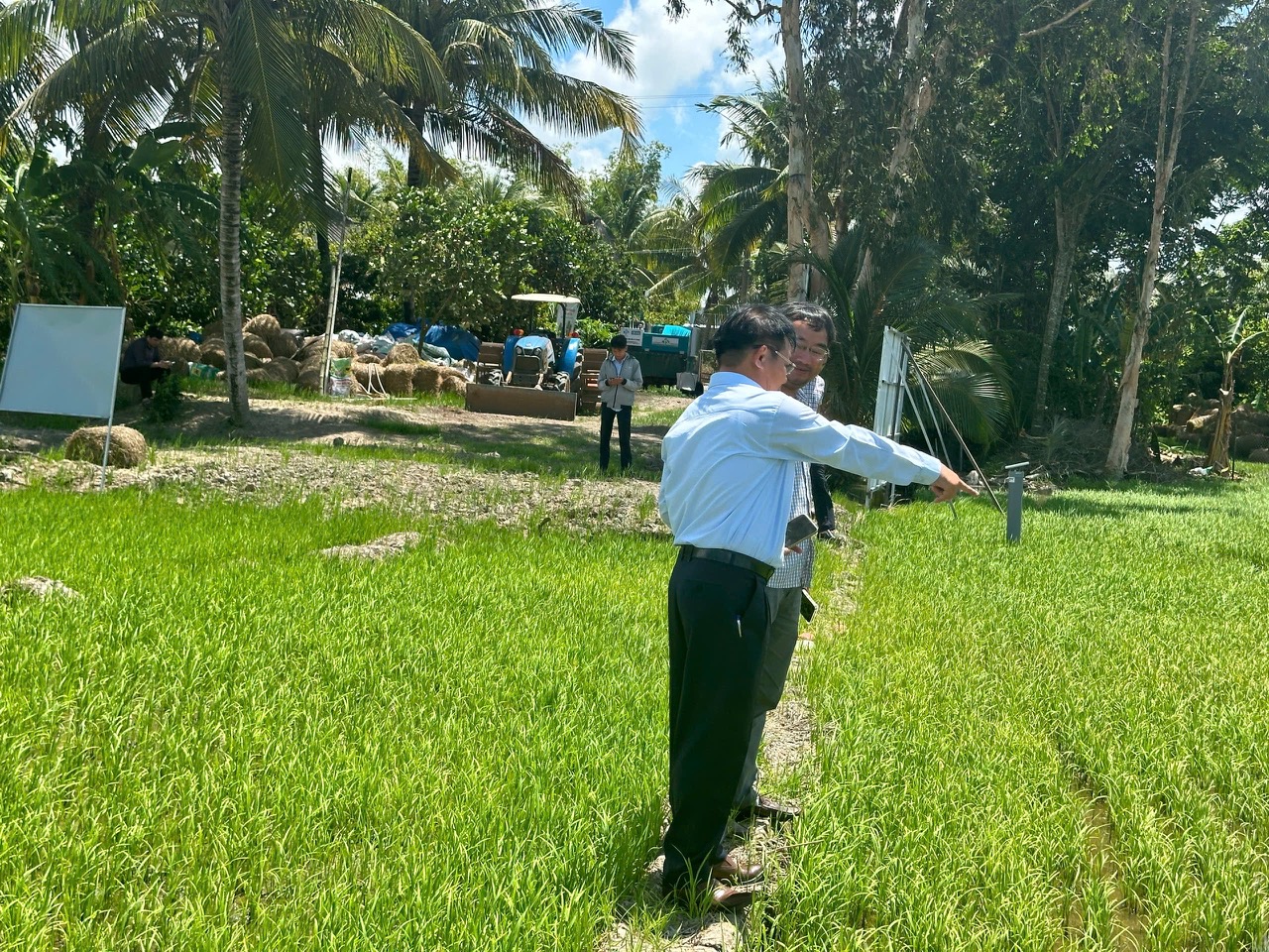 Mô hình mẫu 1 triệu ha lúa CLC