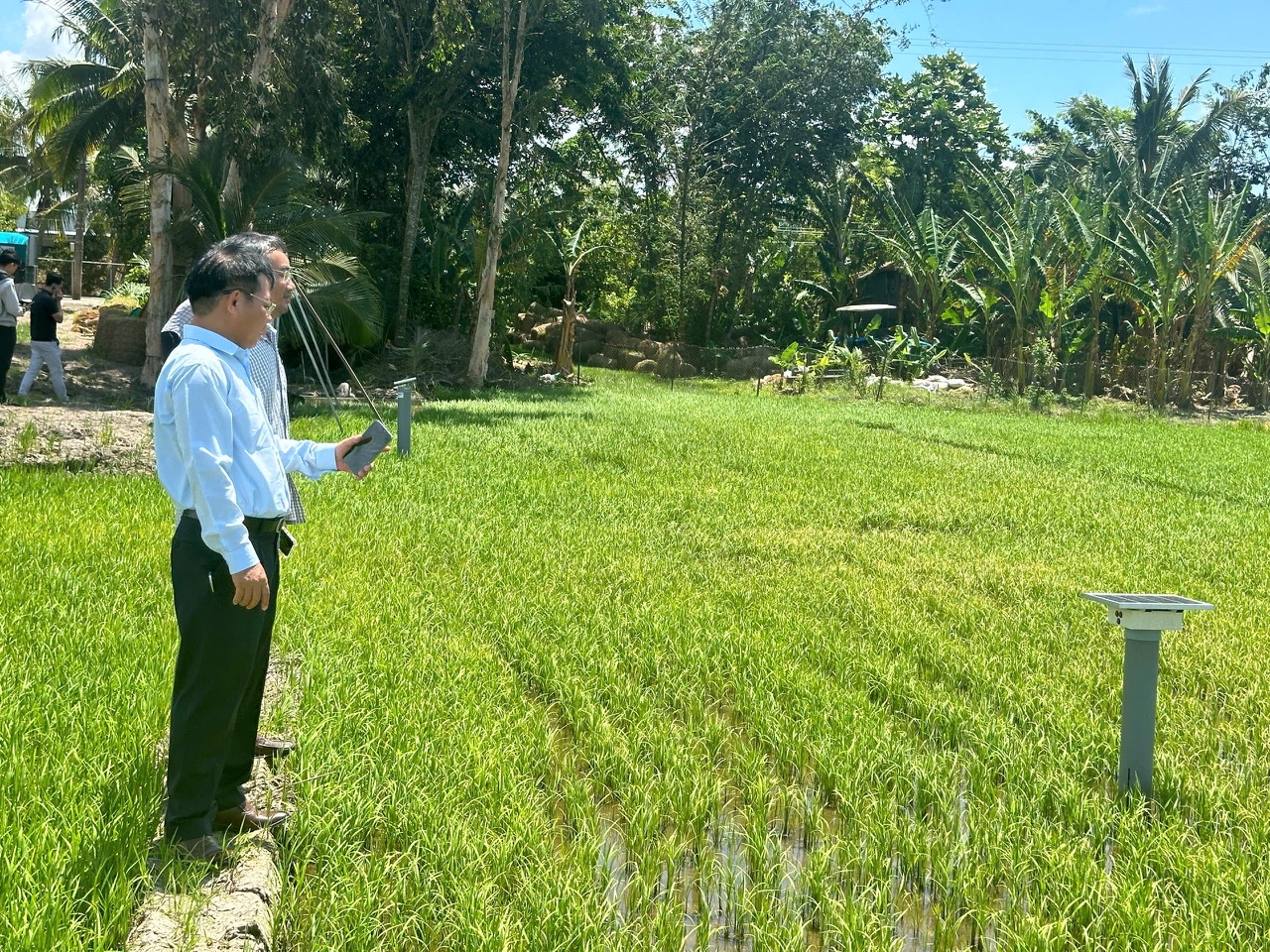 Mô hình mẫu 1 triệu ha lúa CLC