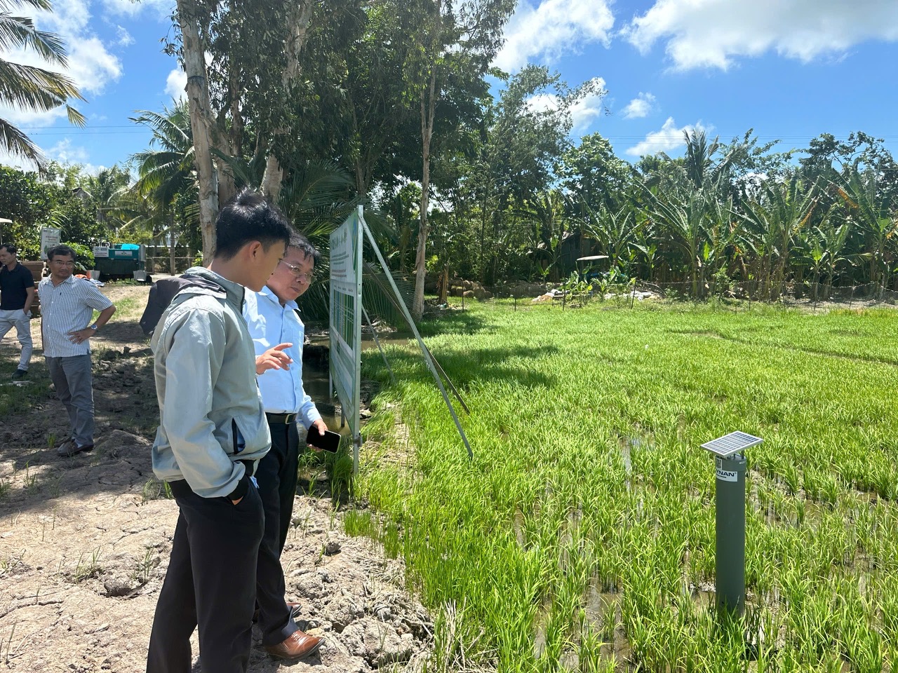 Mô hình mẫu 1 triệu ha lúa CLC